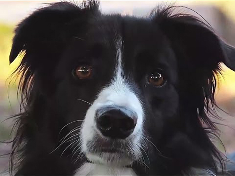 Gambol Pet Food: Son Teknoloji Üretim Teknolojisi