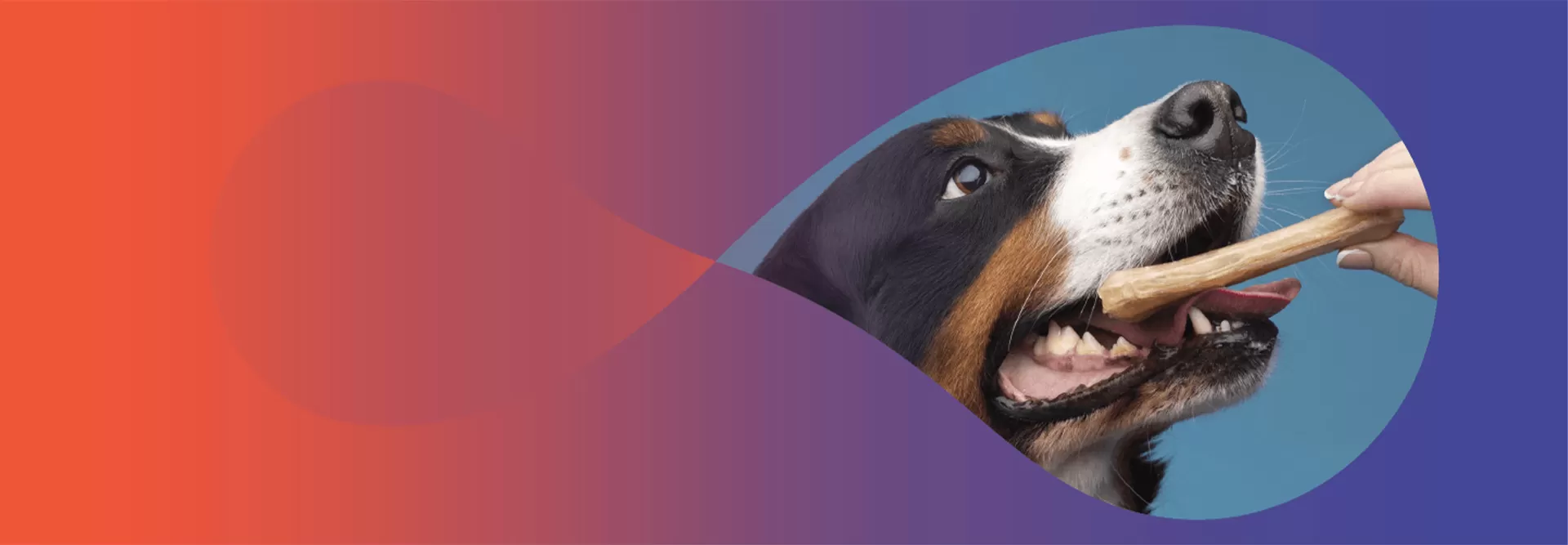 Her Irk ve Yaşa Uygun Gelişmiş Beslenme Köpek Maması