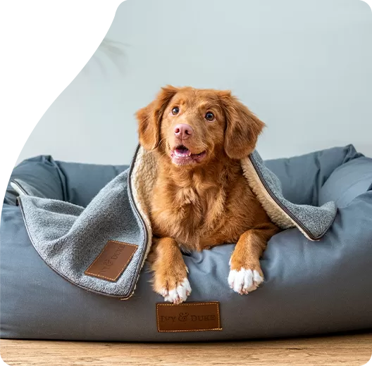 Köpek Maması Güvenliği ve Uyumluluğuna Bağlılığımız